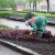 A flowerbed is being arranged in Jēkaba Square (25.05.2010)